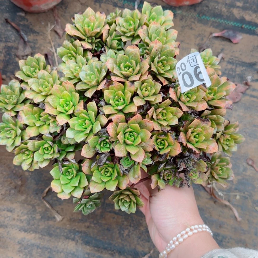 花茶063满20包邮断枝不包瑕疵