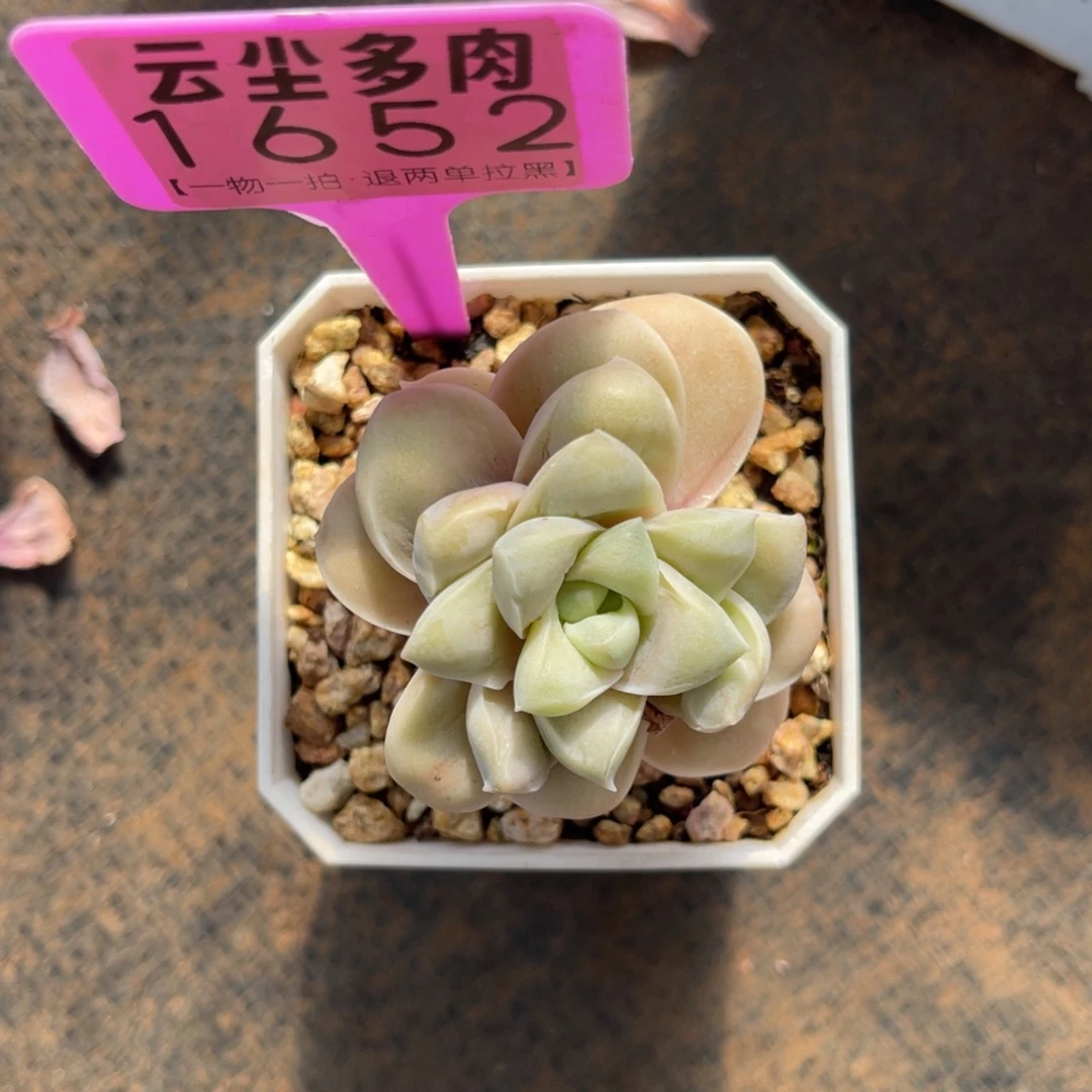 云尘多肉一物一拍1652
