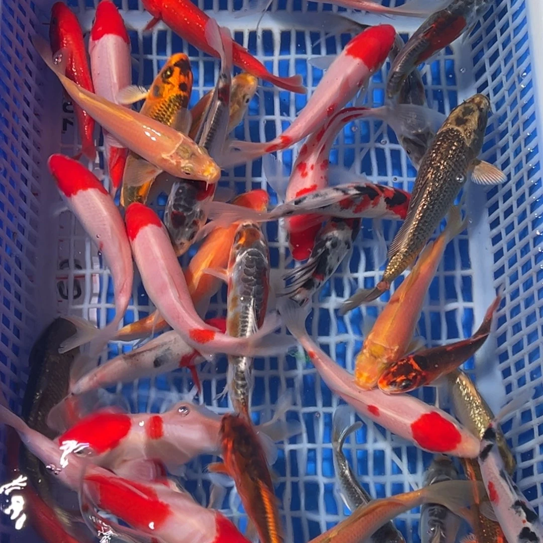 锦鲤锦鲤观赏鱼1111