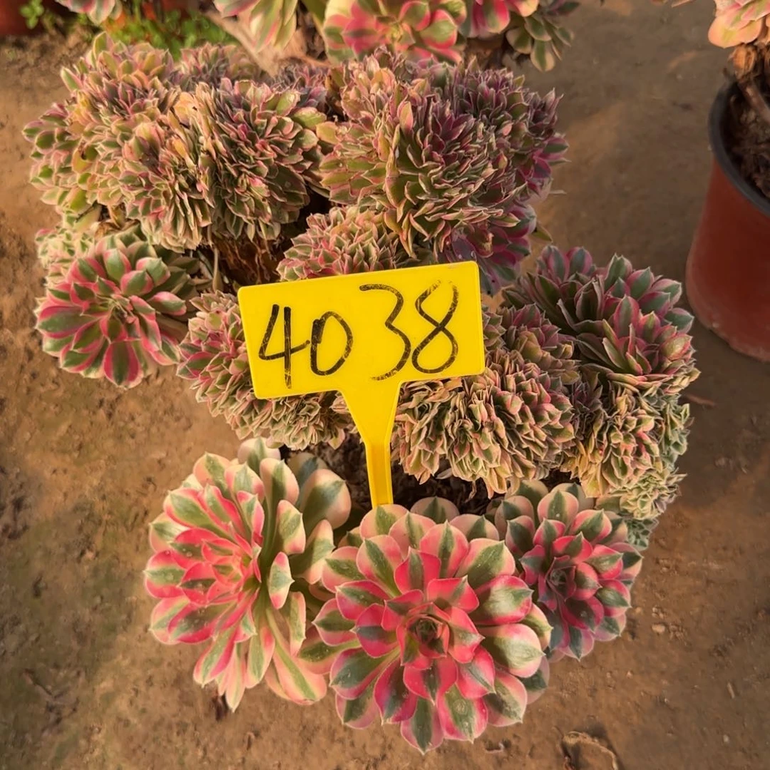 小***艾4038+++断枝不包顺丰到付