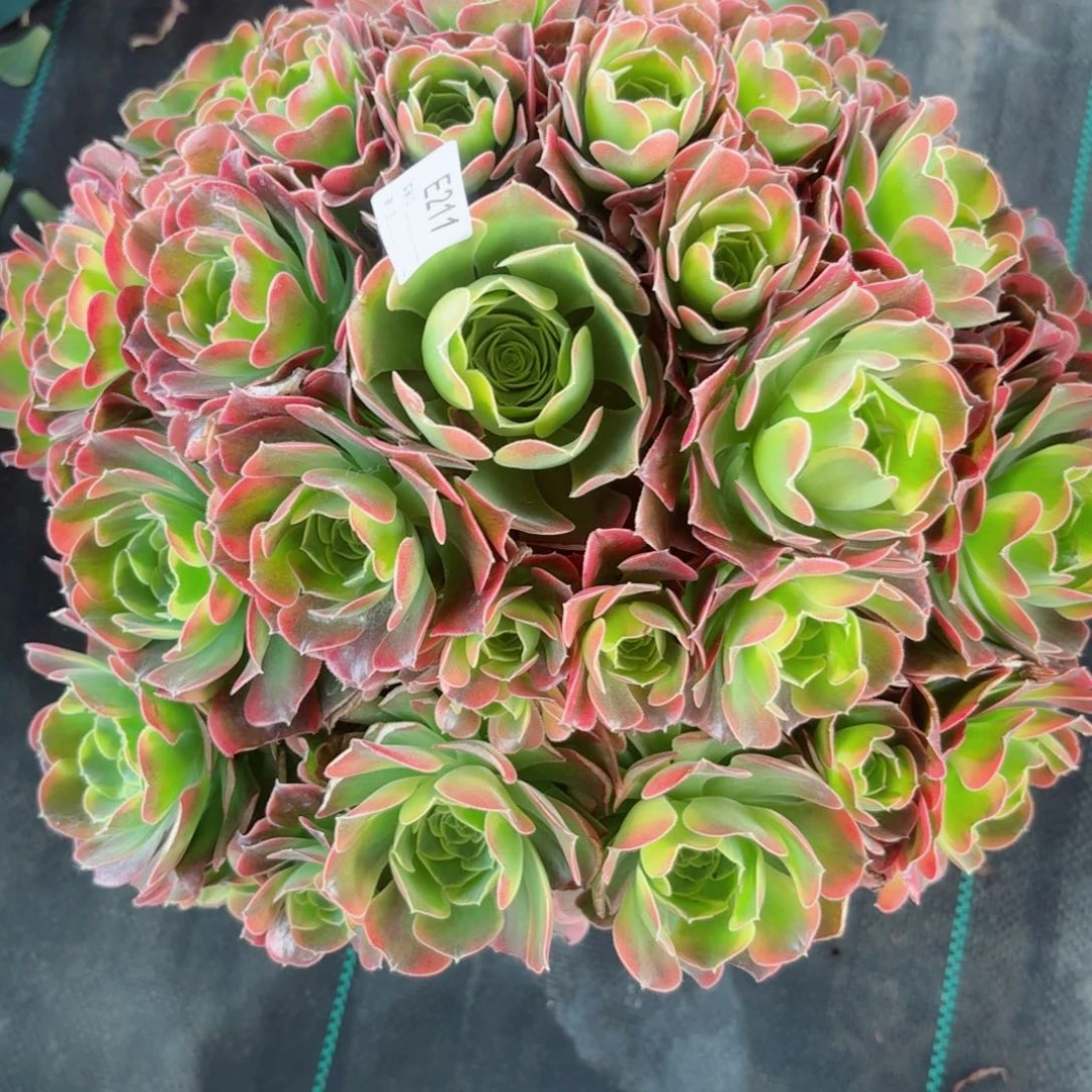 211特斯拉多肉植物