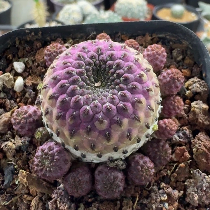 紫丽丸萝卜腿仙人球