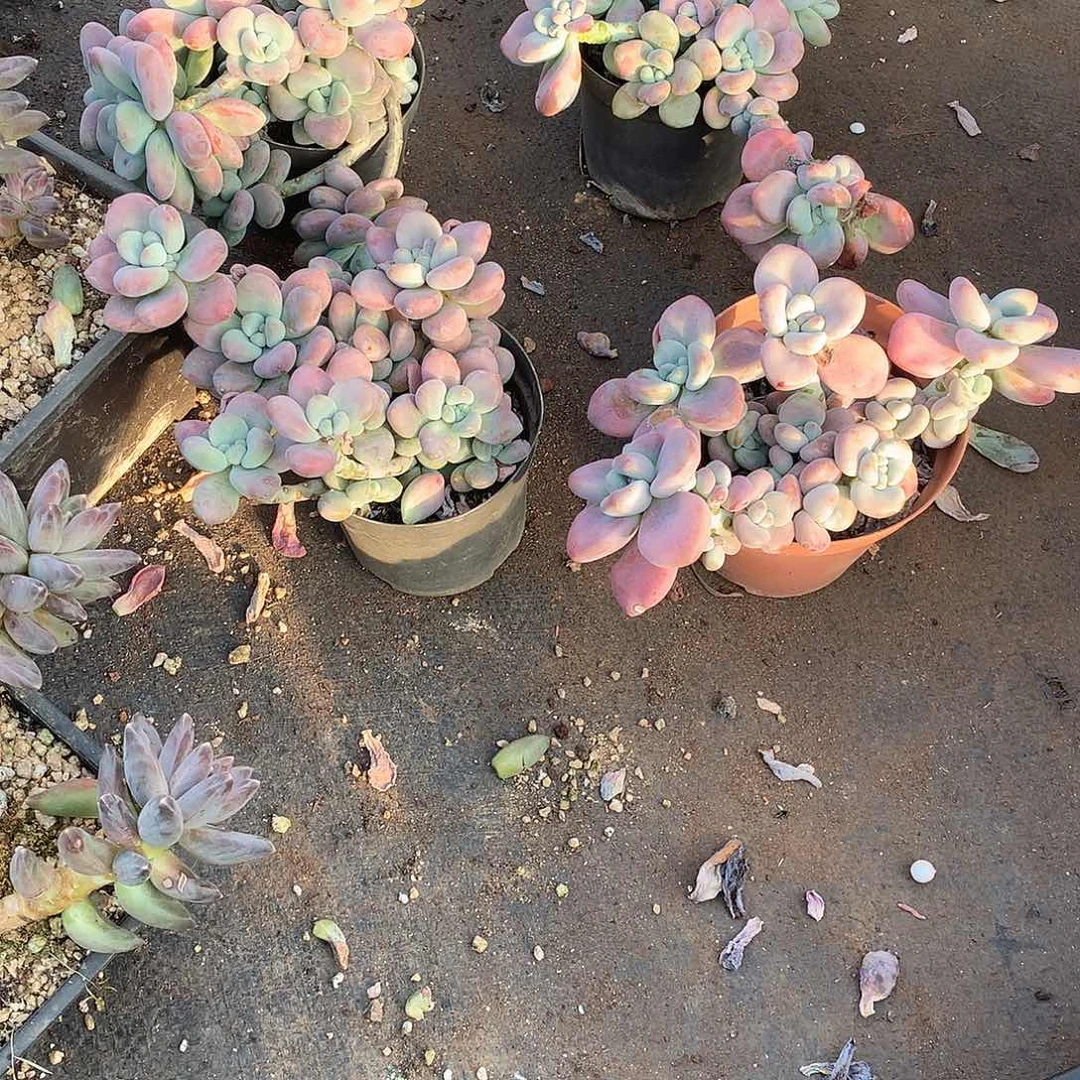 小洛神4颗9.9米 年底福利