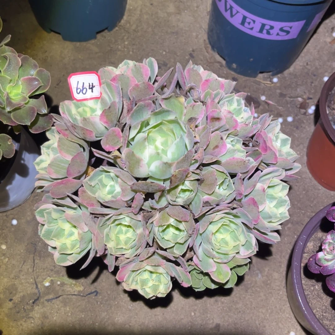 664多肉植物女妖法师