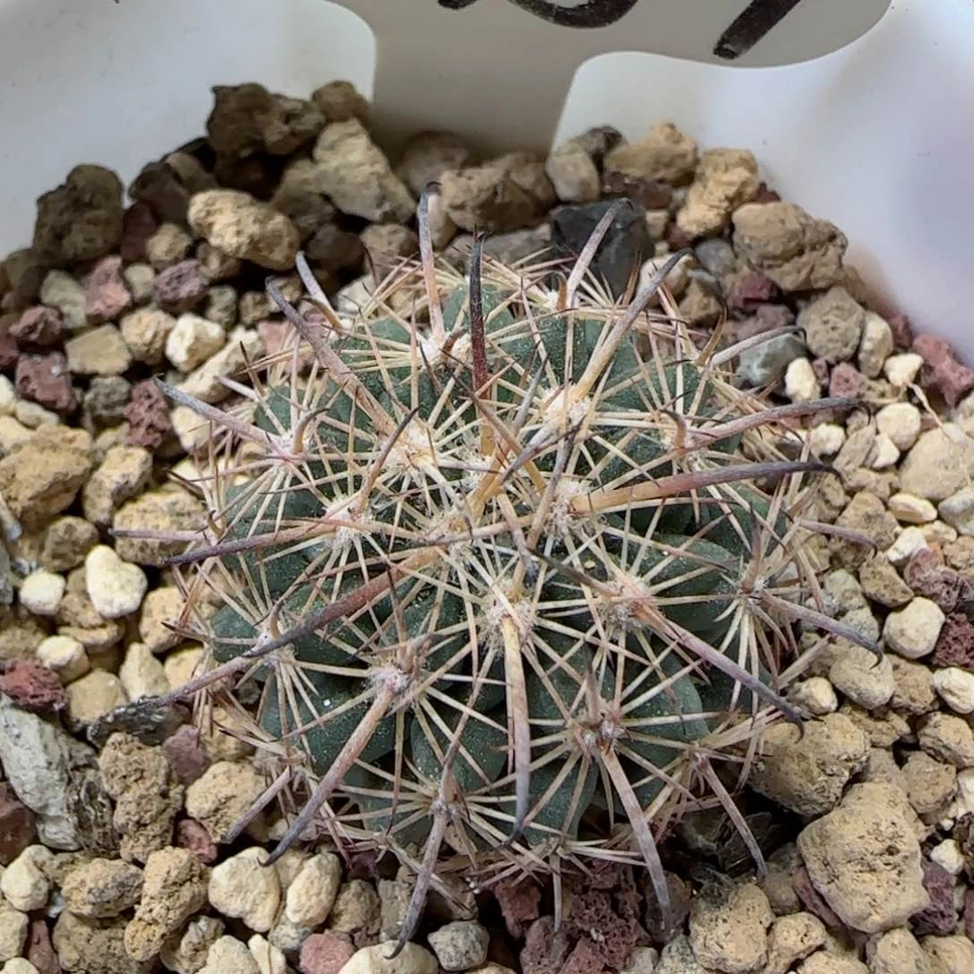 A157实生虎爪多肉0000福利