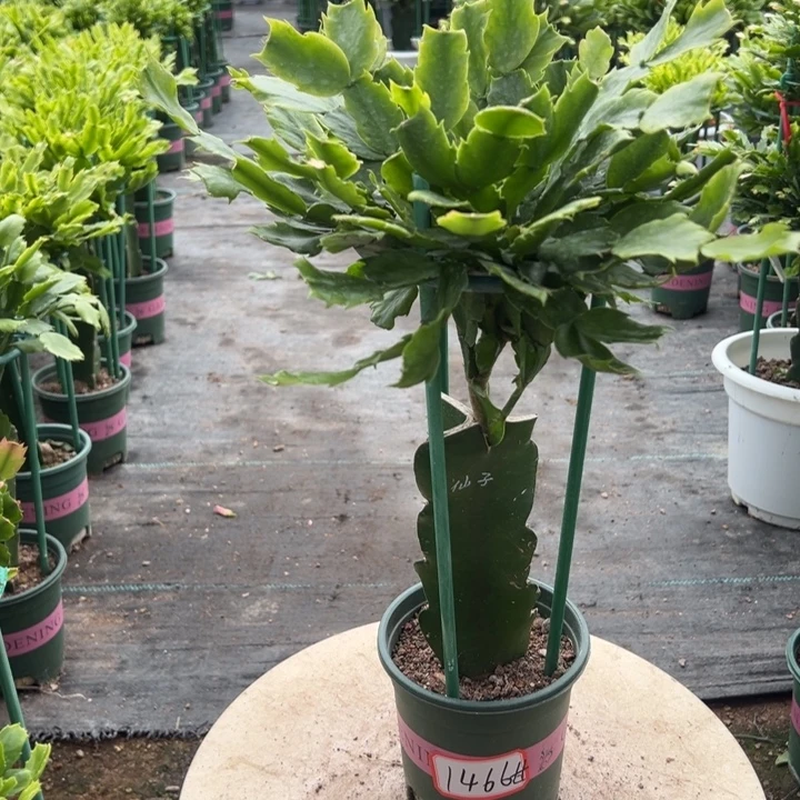 荷花仙子蟹爪兰1466