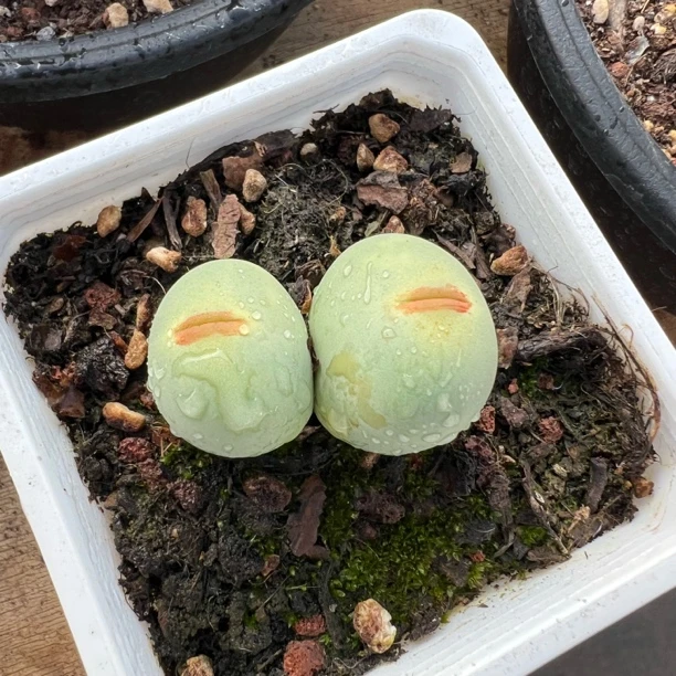 鸽子蛋 番杏科 多肉 夏鸣园艺