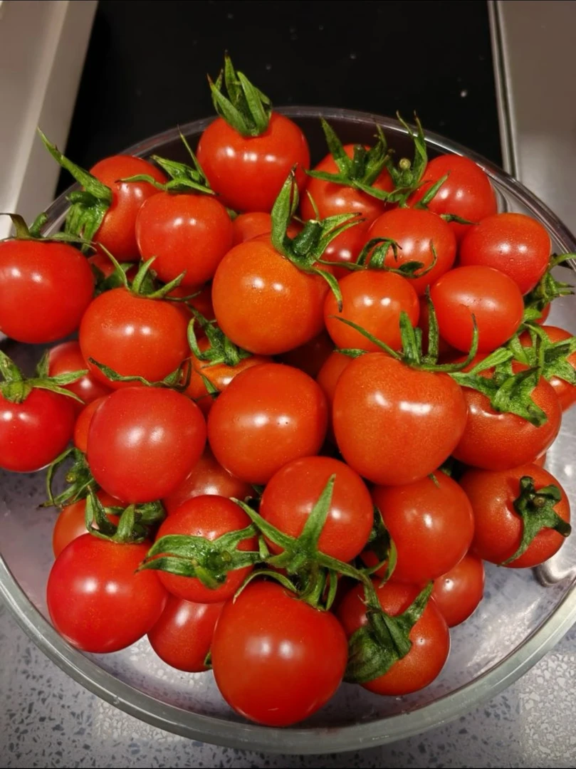 精品贝贝小番茄新鲜采摘