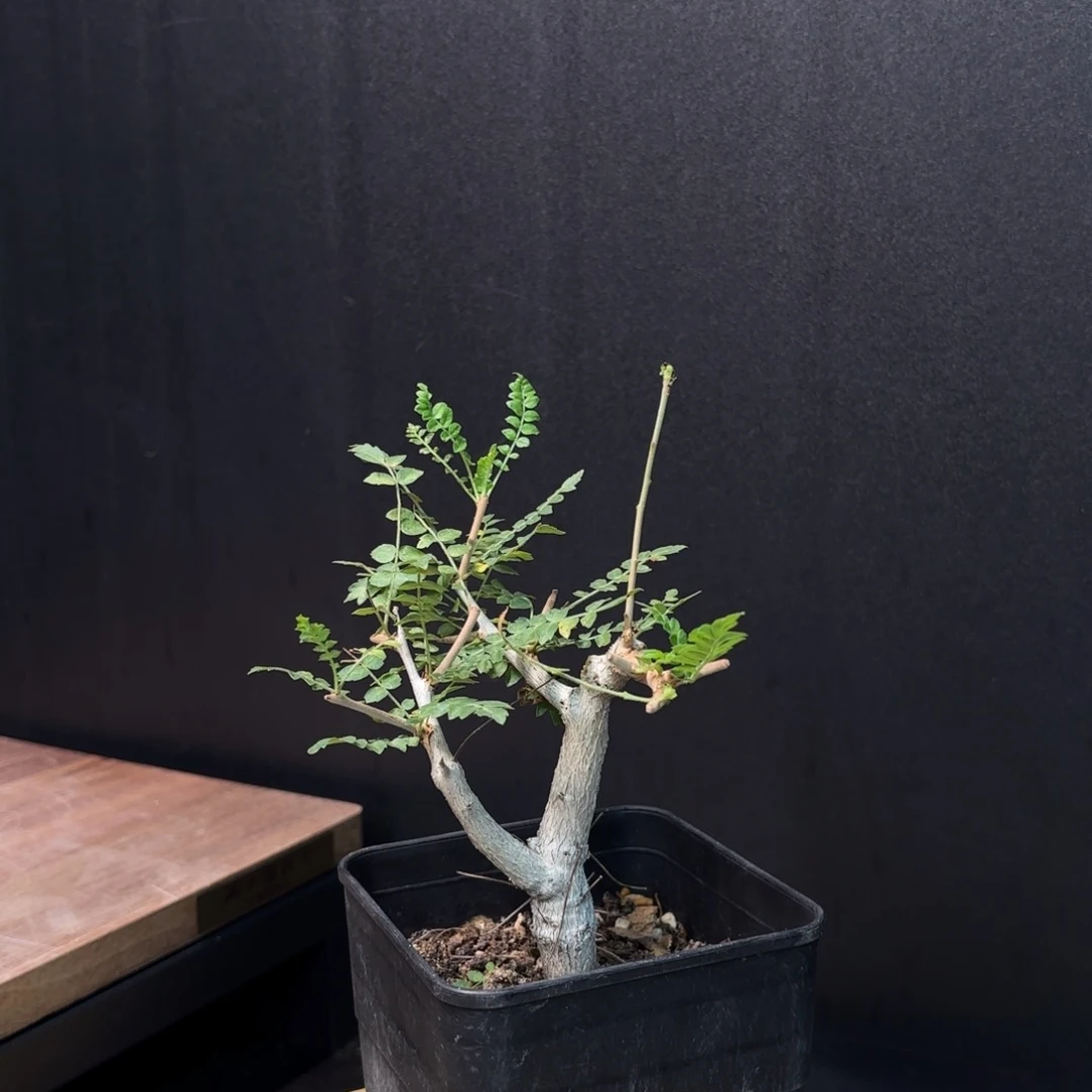 尼勒达乳香带盆土