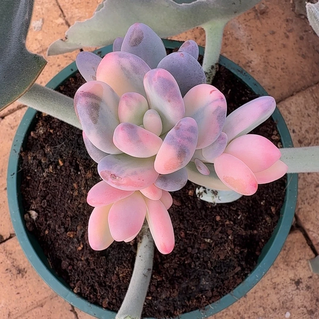 小***姐奶酪锦11111213-310