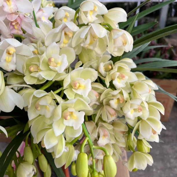 特A级白玉香兰   白色高端兰花 室内办公室 年宵花大花蕙兰