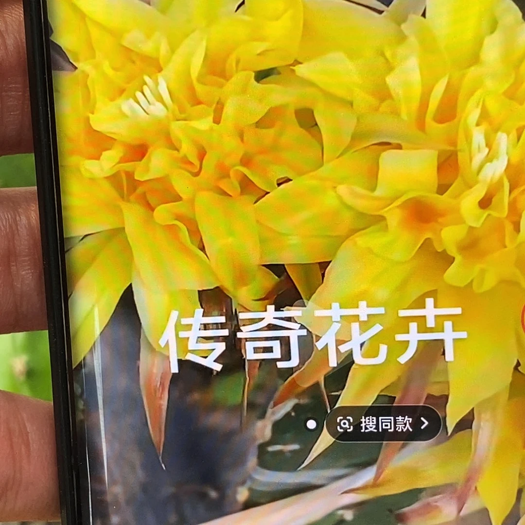 彩 帕帕吉娜侧芽歪20包邮/5公分