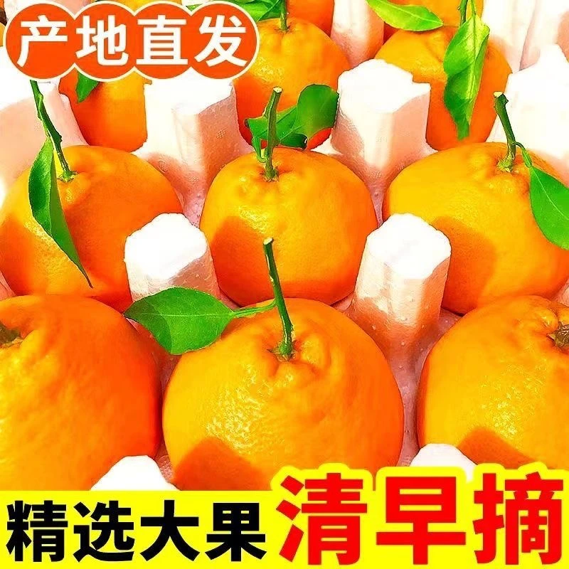 四川正宗春见耙耙柑现摘新鲜酸爽香甜多汁肉厚鲜嫩应季水果包邮