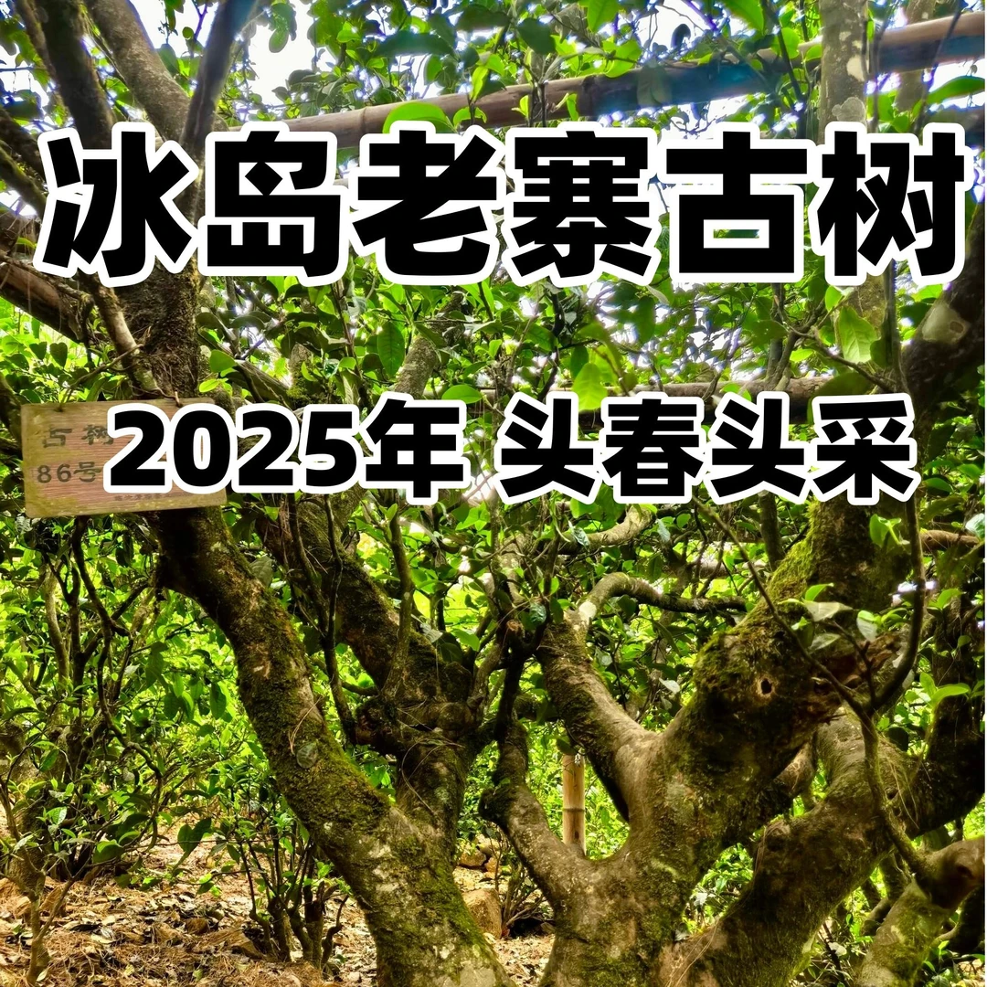 【新人福利款试喝】冰岛老寨古树普洱茶生茶散茶