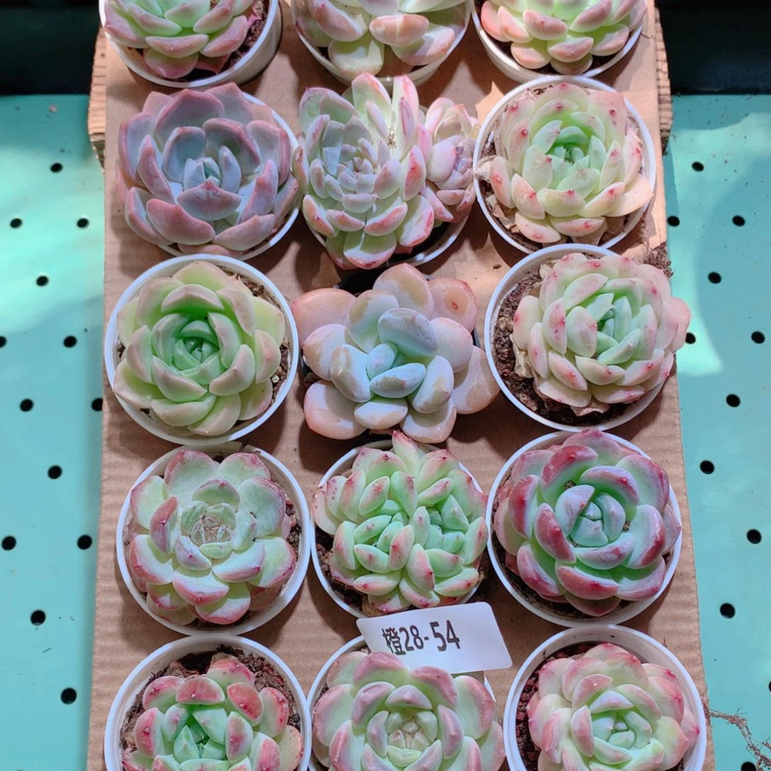 28-55一物一拍带盆18颗