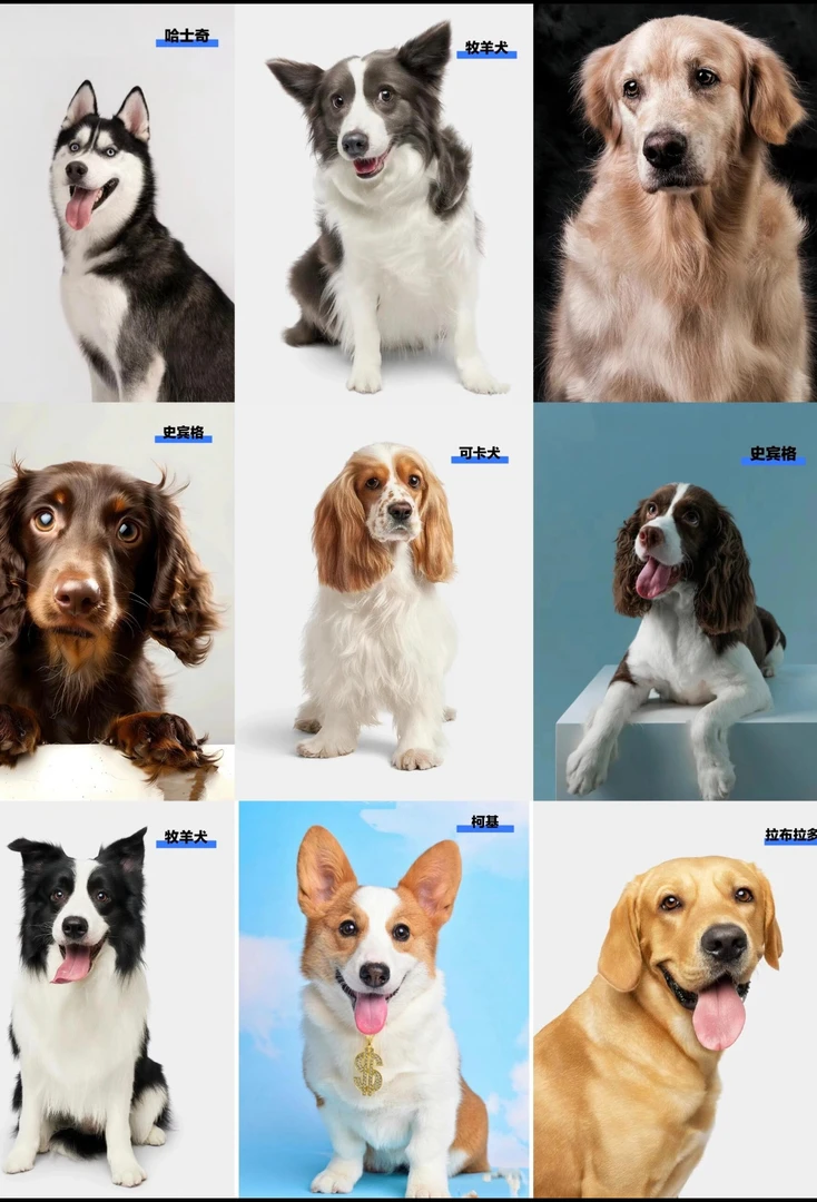 教给你如何挑选狗狗