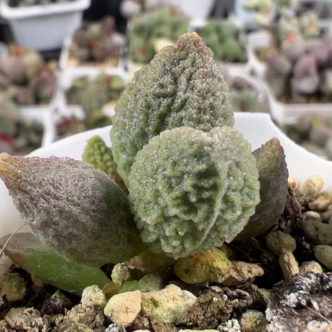 w冰晶颗粒款实生新品