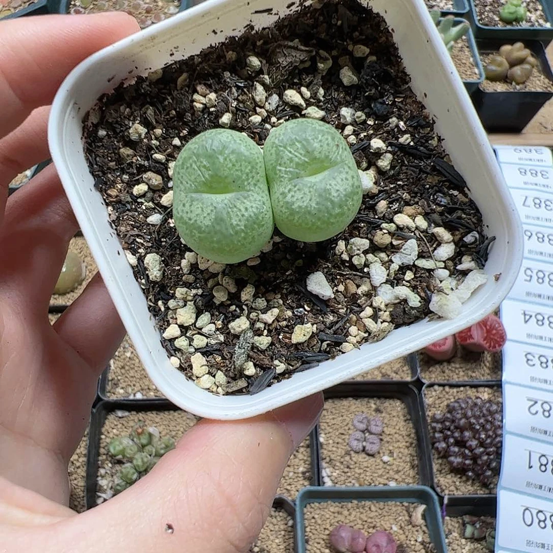 【闪购商品】374 开播福利
