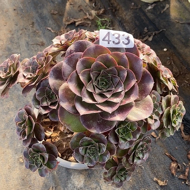 厚也美金玫瑰433多肉不包断