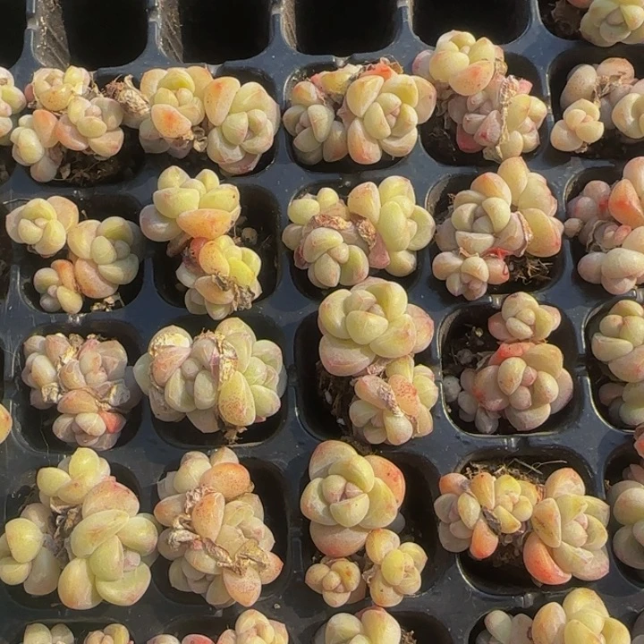 小黄三头2颗一组（嫌小勿拍）