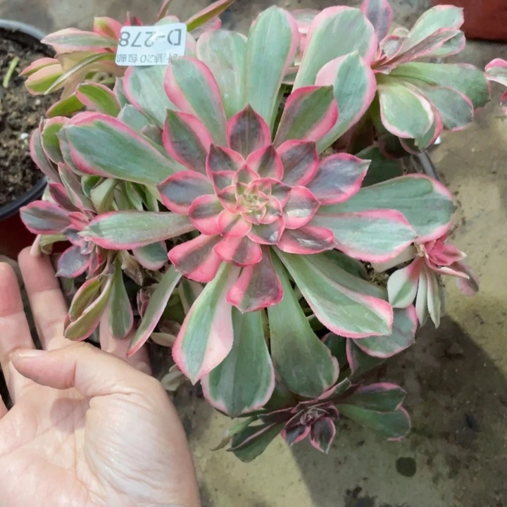 278黑膜金多肉123446789