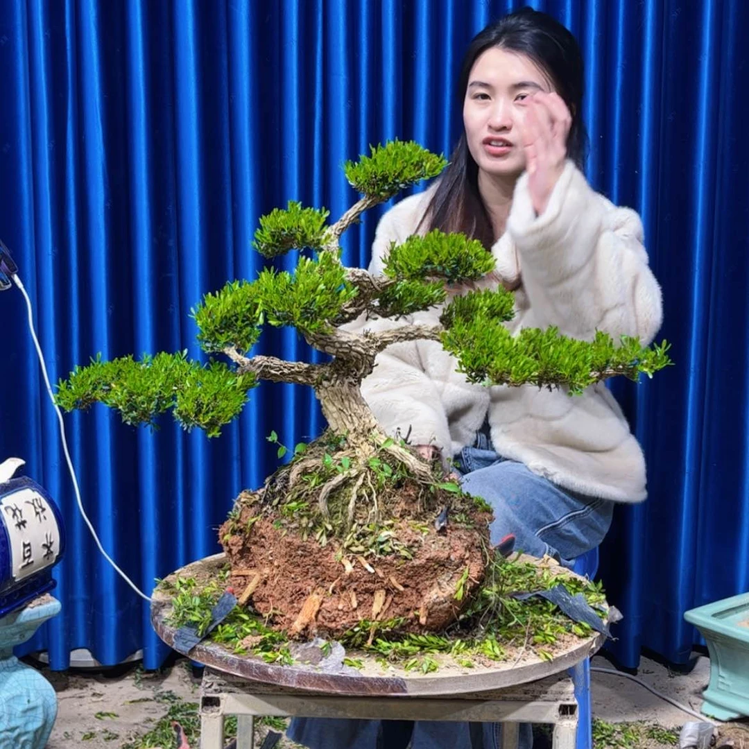 【闪购商品】广东雀舌黄杨盆景?