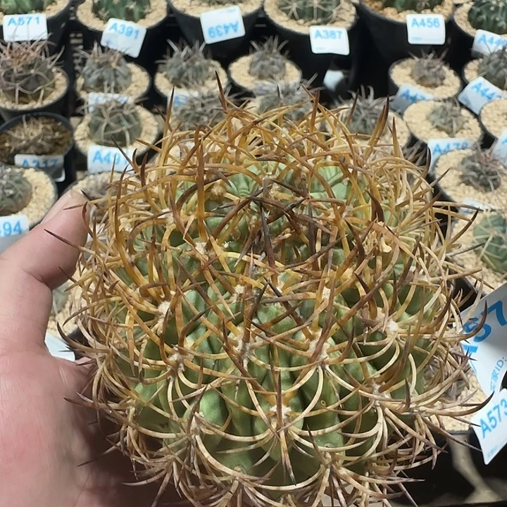 伍佰津玉 自根仙人球578