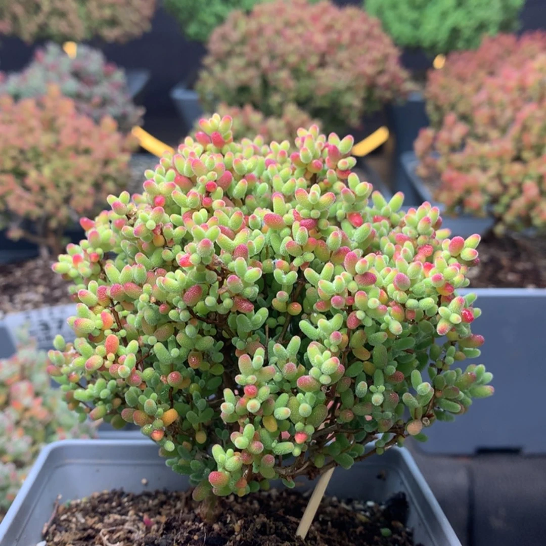 c267蜜橘糖球枝干番杏