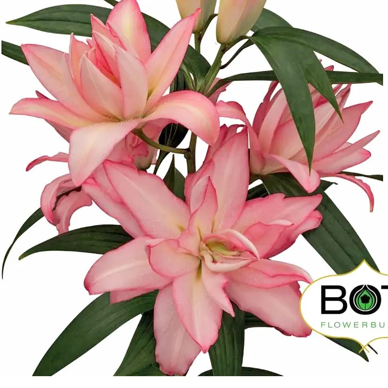 # 【双荷兰多头百合】鲜花优选 顺丰直发