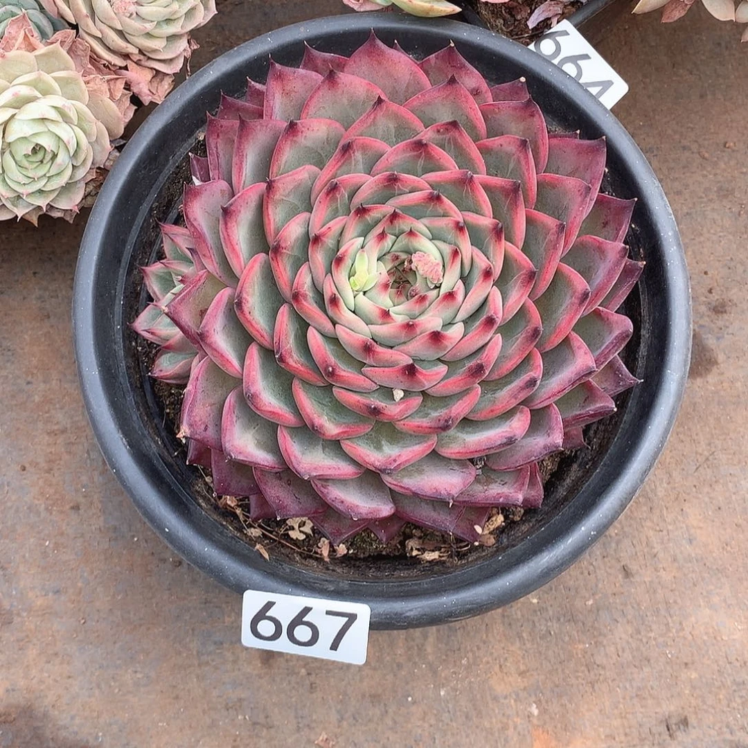 667篝火 一物一拍多肉