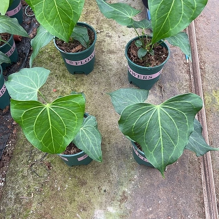 完全开放三角洲随机发货不售后