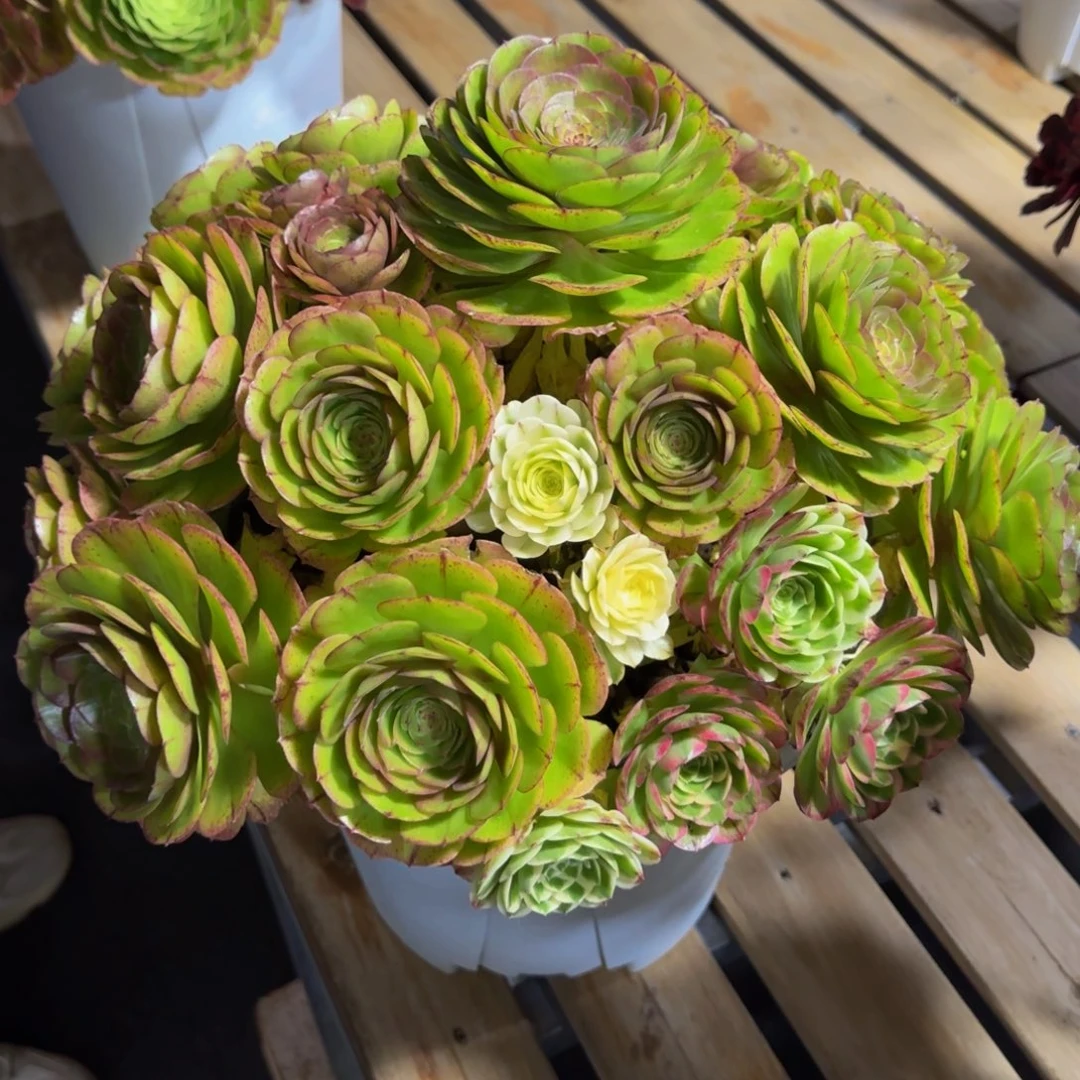 春****?万圣节沙拉碗精品法师