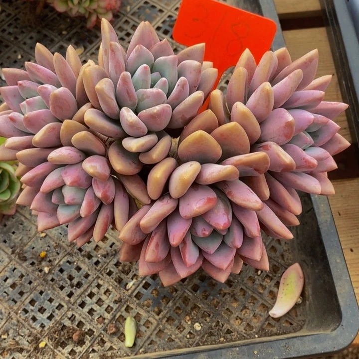 我都是要先到咯诶