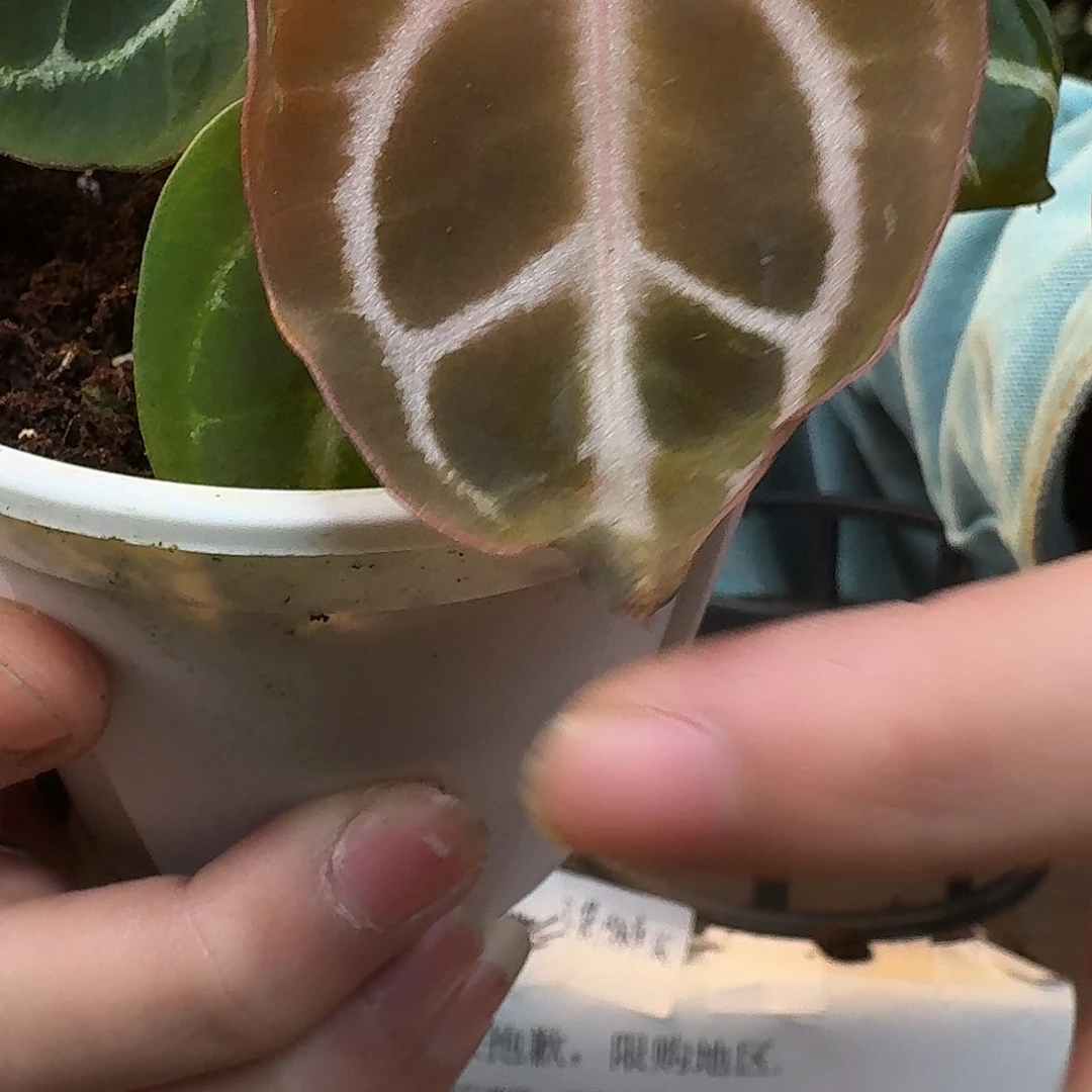 不开花植物L49红水晶杂闪光