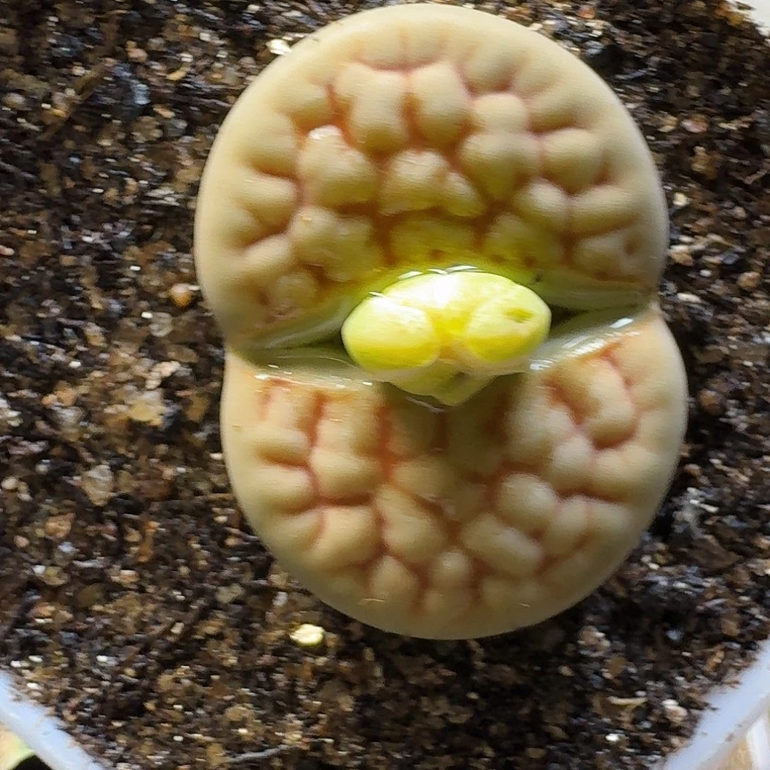 生石花2/：：：。  50