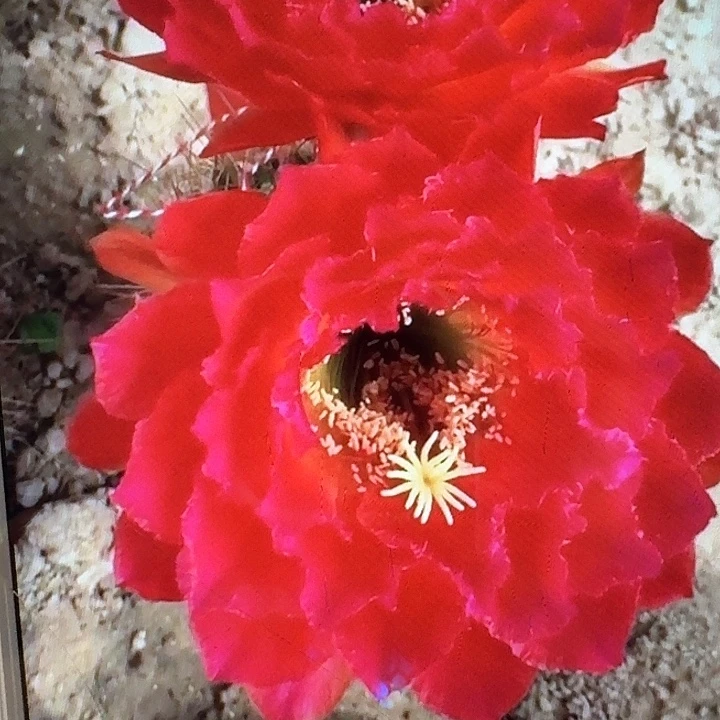 春春侧芽5公分左右毛花柱（20包邮）