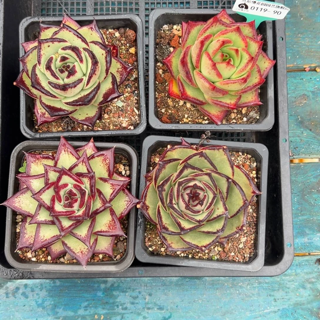 多肉一物一拍编号0119-90