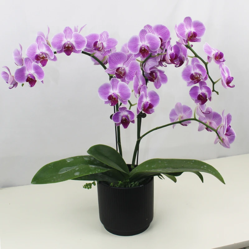 十月里【缤纷安妮3.5寸杯】开花株带花发货