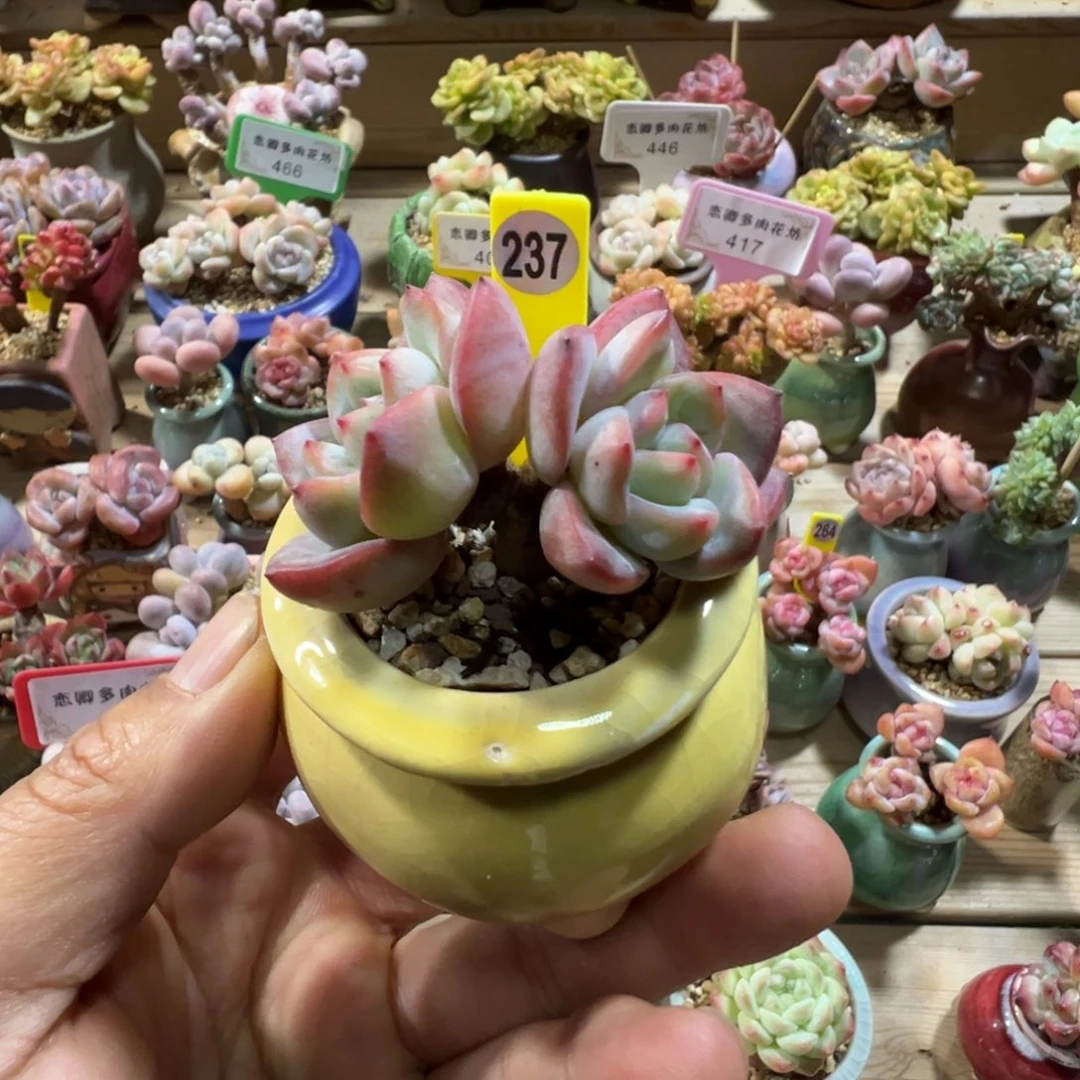 237泡芙老桩带盆土