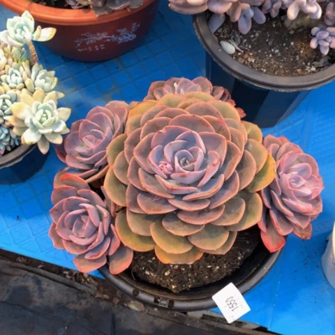 土**子1550尘埃玫瑰多肉