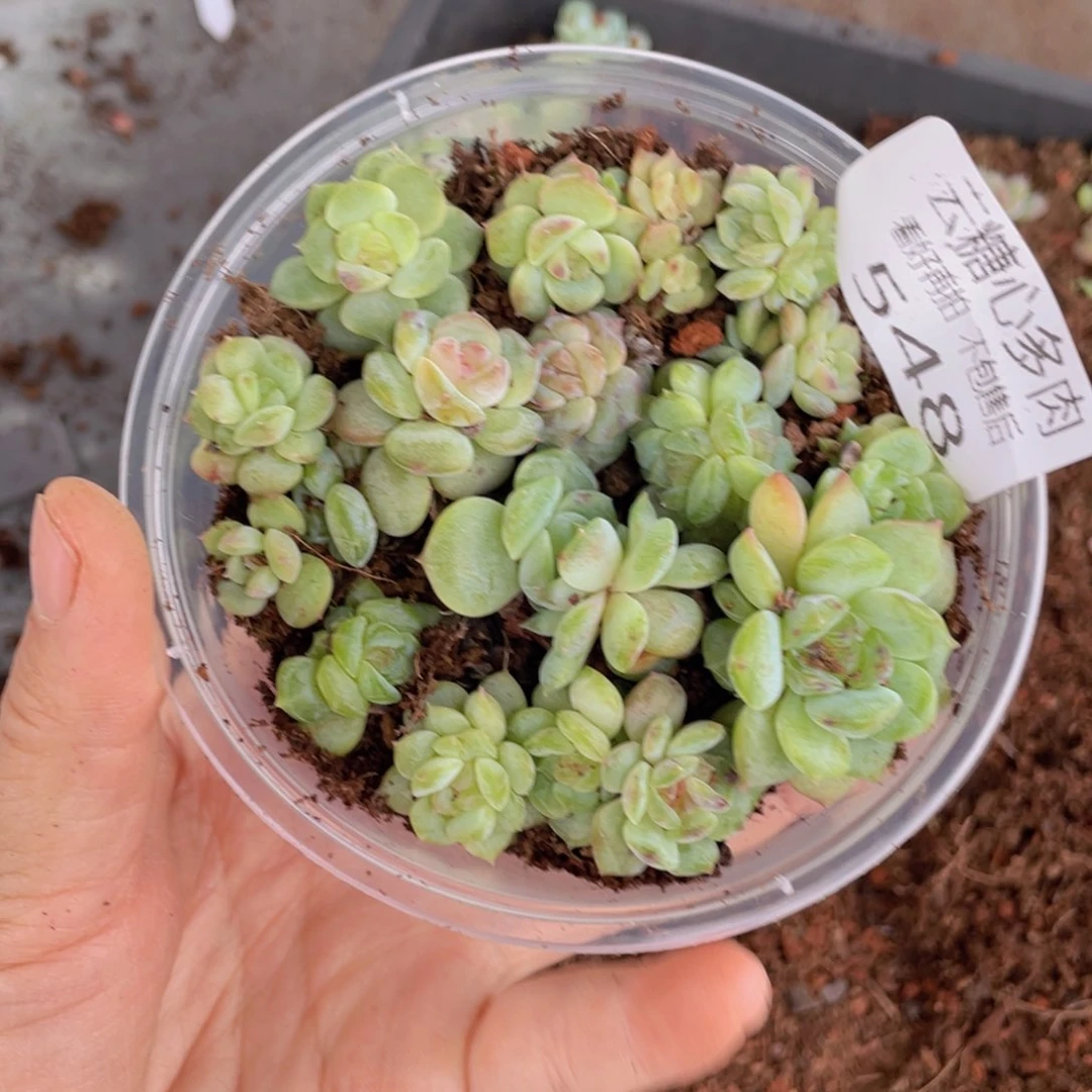 云糖心多肉植物548