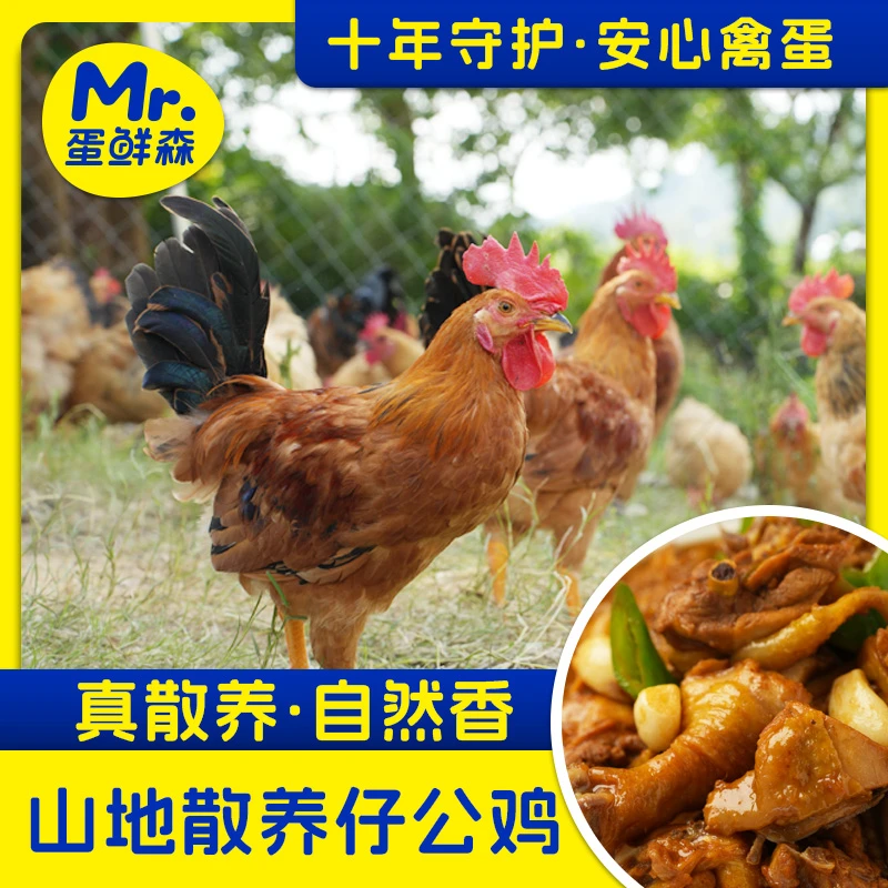 【真散养】蛋鲜森山地散养仔公鸡两只装 单只1.3斤左右鲜杀速冻
