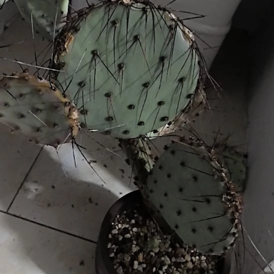 仙人掌侧芽仙人掌侧芽