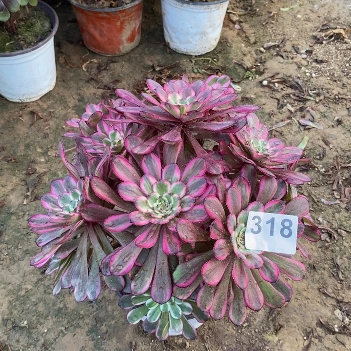 318红金刚绣球多肉