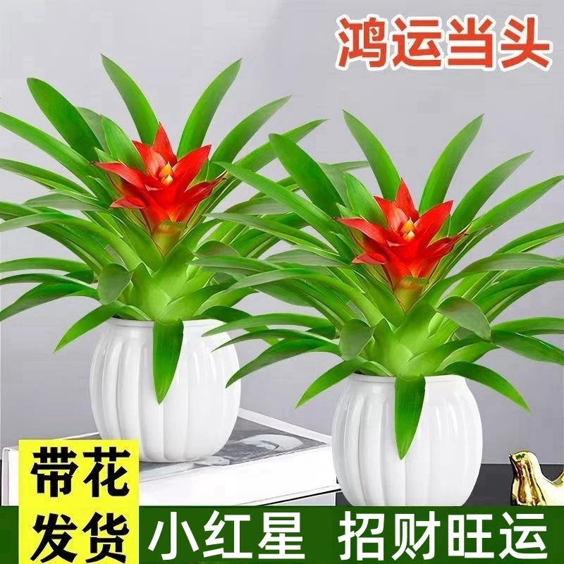 【买一发2套】鸿运当头盆栽室内客厅办公桌面绿植物花卉凤梨小红星