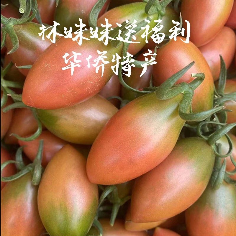 顺丰包邮福利品 广东汕尾陂洋子弹头番茄 圣女果新鲜采摘脆甜多汁