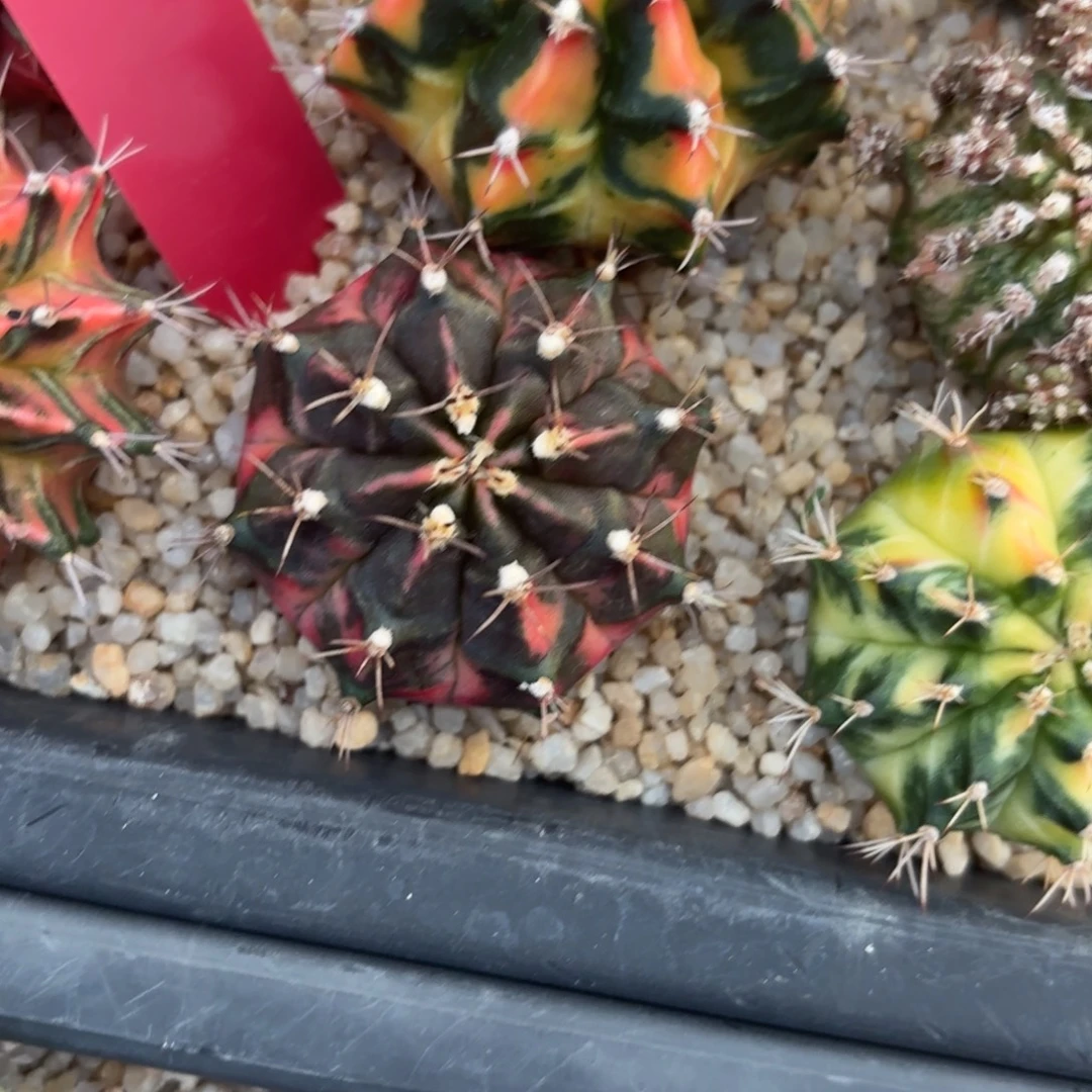 L630-1206泰国发货 秋天