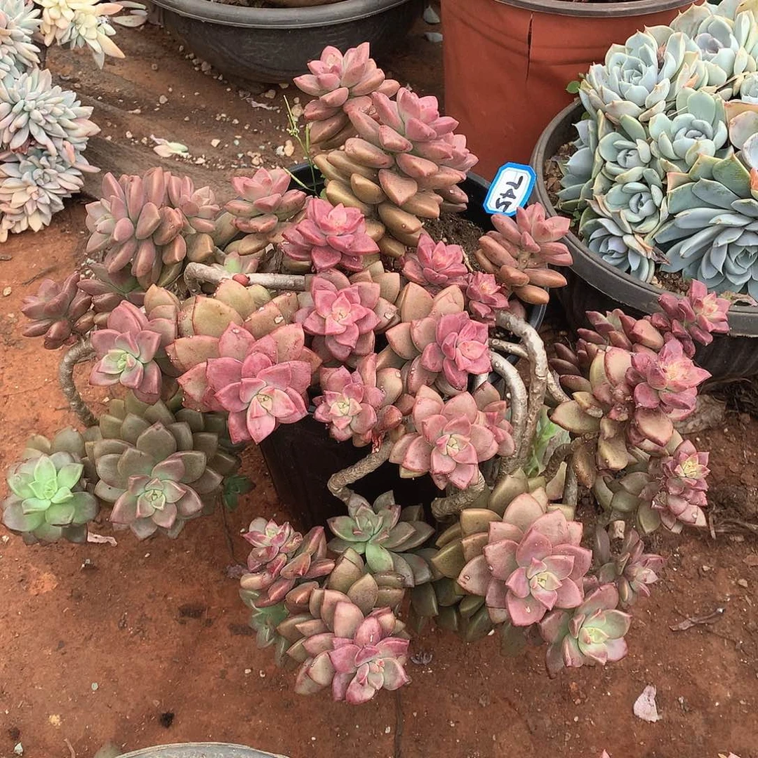 745姬胧月一物一拍多肉