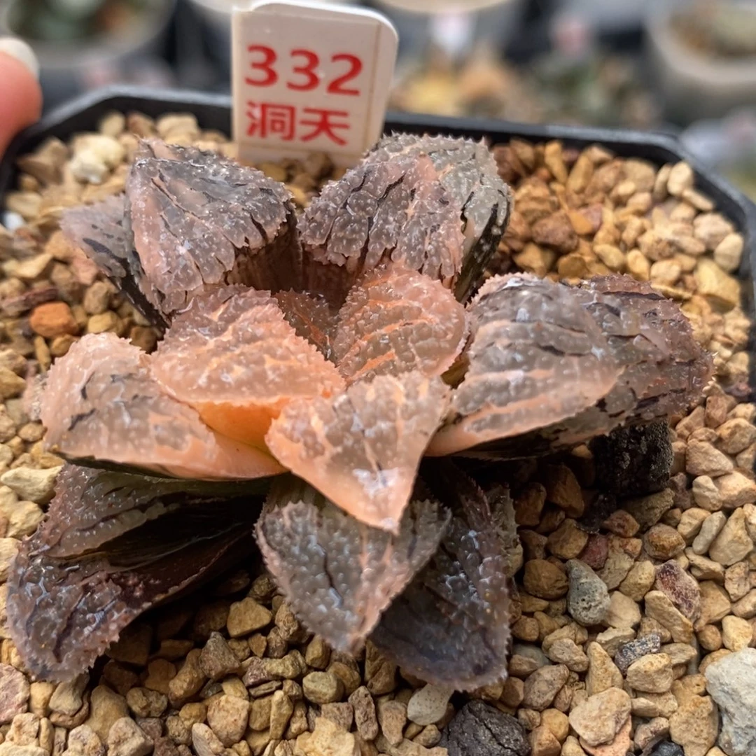 332具味城锦一物一拍