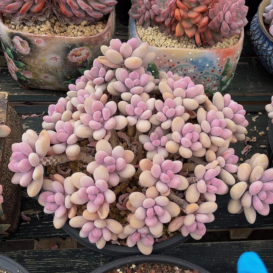 桃蛋老桩一物一拍